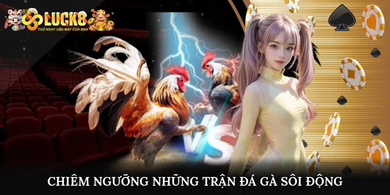 Cùng Luck8 chiêm ngưỡng những trận đá gà sôi động kịch tính